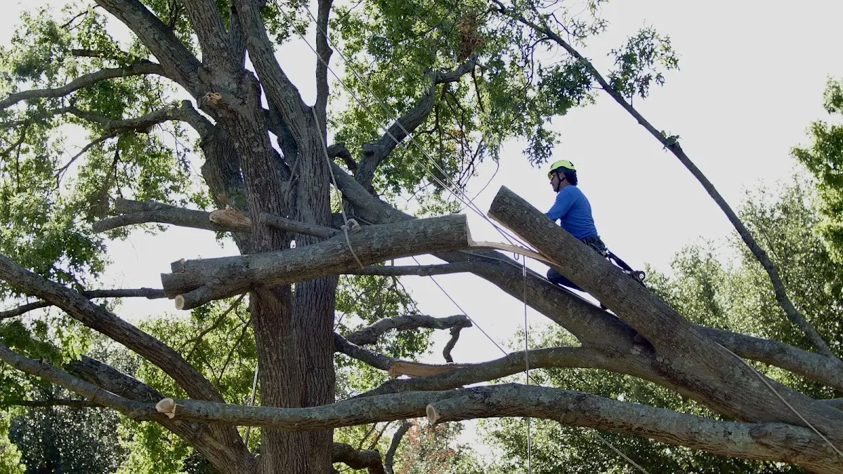 Professional Crown Thinning performed by certified arborists in Corwith